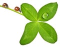 Ladybird on a four leaf clover Royalty Free Stock Photo