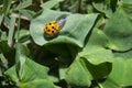 Ladybird on a Four leaf clover Royalty Free Stock Photo
