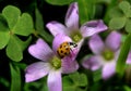 Ladybird on a Four leaf clover Royalty Free Stock Photo