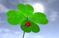 Ladybird on a four-leaves clover Royalty Free Stock Photo