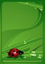 Ladybird_frame Royalty Free Stock Photo