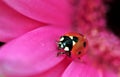 Ladybird on gerbera Royalty Free Stock Photo