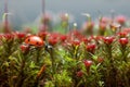 Ladybird get over blossom moss, step one Royalty Free Stock Photo