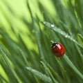 Ladybird on grass Royalty Free Stock Photo