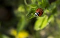 Ladybird on the grass, about to take flight Royalty Free Stock Photo