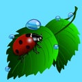Ladybird on grass with water drops. Illustration on blue.