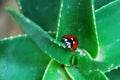 Ladybird on green aloe Royalty Free Stock Photo