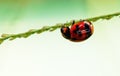 Ladybird on the green branches Royalty Free Stock Photo