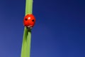 ladybird on green grass over blue sky. macro