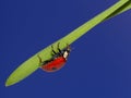 Ladybird on green grass over blue sky. macro