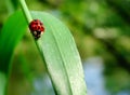 Ladybird on a green grass Royalty Free Stock Photo
