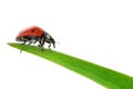 Ladybird on green leaf Royalty Free Stock Photo