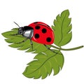 Ladybird on the green leaf