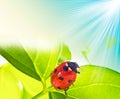 Ladybird on green leaf and drop Royalty Free Stock Photo