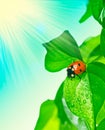 Ladybird on green leaf and drop Royalty Free Stock Photo