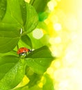 Ladybird on green leaf and drop Royalty Free Stock Photo