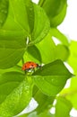 Ladybird on green leaf and drop Royalty Free Stock Photo