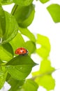 Ladybird on green leaf and drop Royalty Free Stock Photo