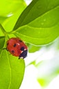 Ladybird on green leaf and drop Royalty Free Stock Photo