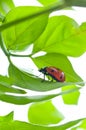 Ladybird on green leaf and drop Royalty Free Stock Photo