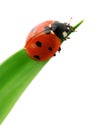 Ladybird on green leaf Royalty Free Stock Photo