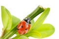 Ladybird on green leaf Royalty Free Stock Photo