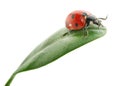Ladybird on green leaf Royalty Free Stock Photo