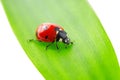 Ladybird on green leaf Royalty Free Stock Photo