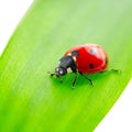 Ladybird on green leaf Royalty Free Stock Photo