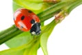 Ladybird on green leaf isolated on a white background Royalty Free Stock Photo