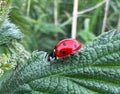 Ladybird on a green leaf. Royalty Free Stock Photo