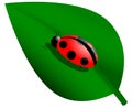 Ladybird on a green leaf with a shadow