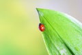 Ladybird on a green leaf in a spring meadow, selective focus close-up Royalty Free Stock Photo
