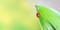 Ladybird on a green leaf in a spring meadow, selective focus close-up Royalty Free Stock Photo