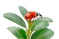 Ladybird on green leaf on a white background Royalty Free Stock Photo