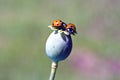 Ladybird on green poppy seed box Royalty Free Stock Photo