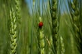 Ladybird on green rye.