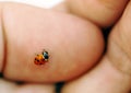 Ladybird on hand Royalty Free Stock Photo