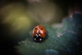 Ladybird