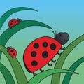 Ladybird and her family