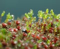 Ladybird hidden in moss after the rain Royalty Free Stock Photo