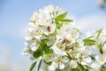 Ladybird and honey bee sharing pear flower and collecting nectar. Royalty Free Stock Photo