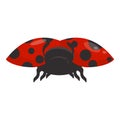 Ladybird icon cartoon vector. Ladybug insect