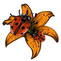 Ladybird illustration. Set of three ladybirds isolated on chamomile and leaves.