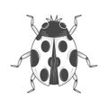 ladybird insect animal Royalty Free Stock Photo