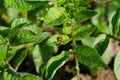 Ladybird insect animal sit on bean plant leaves Royalty Free Stock Photo