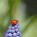 Ladybird insect on a blue Muscari flower head Royalty Free Stock Photo