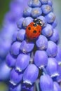 Ladybird insect on a blue Muscari flower head Royalty Free Stock Photo