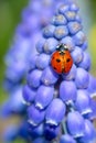 Ladybird insect on a blue Muscari flower head Royalty Free Stock Photo