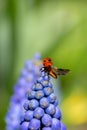 Ladybird insect on a blue Muscari flower head with wings open Royalty Free Stock Photo